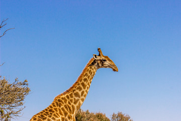 Girraffe with blue sky