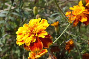 Marigold and rain drop