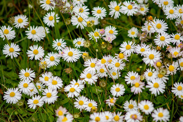 Fototapeta premium white daisy 
