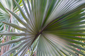 Palm leaf