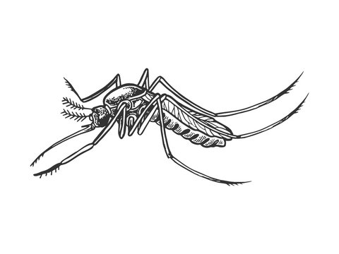 Mosquito insect engraving vector illustration. Scratch board style imitation. Black and white hand drawn image.