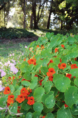 Sea of nasturtiums