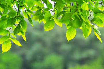 Fototapeta na wymiar Sunny leaves on a treebranch