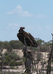 Lappet-faced Vulture (Aegypius tracheliotus)  on a branch at Boteti River, Makgadikgadi Pans National Park, Botswana