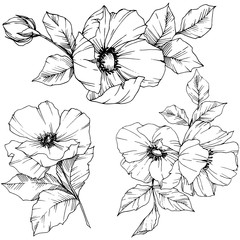 Vector Rosa canina flower. Black and white engraved ink art. Isolated rosa canina illustration element.