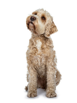 Young adult Golden Labradoodle dog, stitting  looking up / patiently waiting with sweet brown eyes and closed mouth. Isolated on white background.