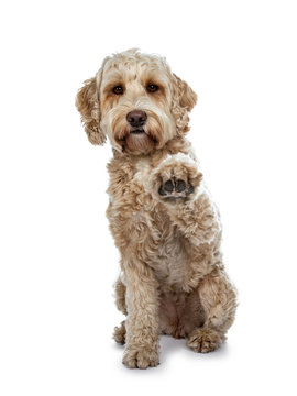Young adult Golden Labradoodle dog, stitting  facing front, one paw high in air giving high five. Looking at lens with sweet brown eyes and closed mouth. Isolated on white background.