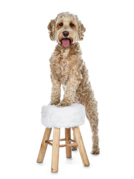 Young adult Golden Labradoodle dog, standing behind and with front paws on little stool, looking at camera with sweet brown eyes and open mouth. Isolated on white background.