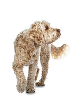 Young adult Golden Labradoodle dog, walking towards camera, one paw in air, looking side ways / profile with sweet brown eyes. Isolated on white background.