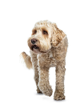 Young adult Golden Labradoodle dog, walking towards camera, one paw in air, looking beside camera / profile with sweet brown eyes. Isolated on white background.