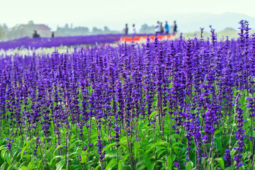 Field of beautiful lavender flower at Chiang Rai in Thailand