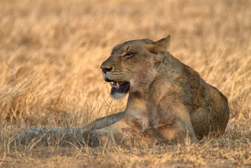 Lion in the heat