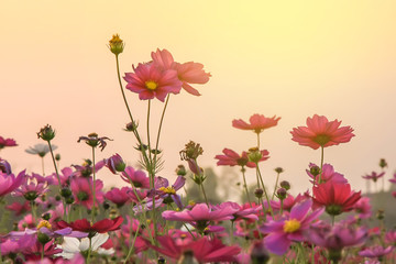 Field of beautiful pink flower and green leaf on sunset background in Thailand
