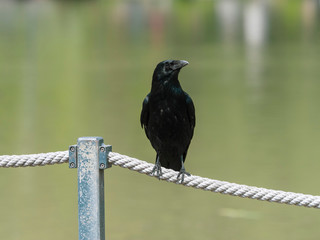 Une corneille noire (Corvus corone) posée au bord de l'eau