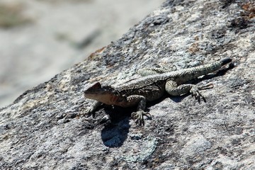 lizard sits on a stone and looks