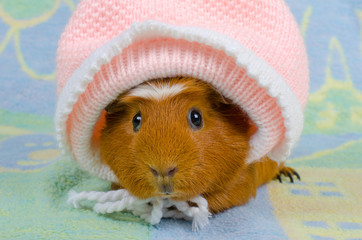 Funny cute guinea pig wearing a baby hat