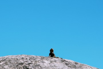 lizard sits on a stone and looks