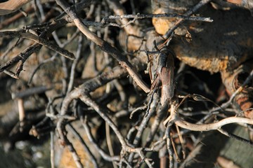 dry branches lie on the ground