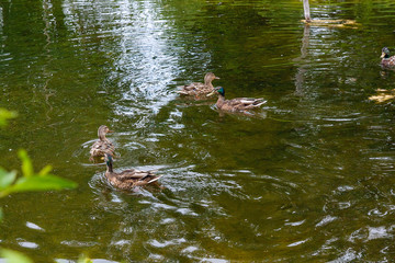 Group of mallard ducks floating on a pond at summer time.