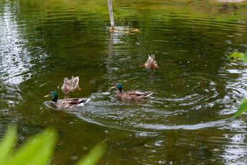 Group of mallard ducks floating on a pond at summer time.