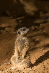 A meerkat watching the environment