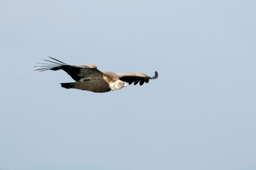 Griffon Vulture (Gyps fulvus) flying, Monfrague National Park, Extremadura,  Spain.