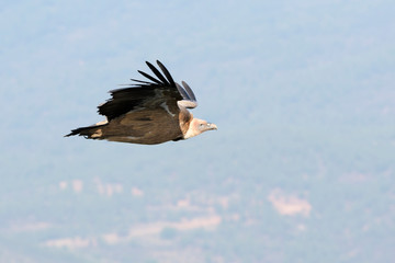 Griffon Vulture (Gyps fulvus) flying, Monfrague National Park, Extremadura,  Spain.