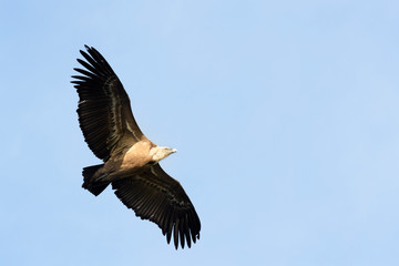 Griffon Vulture (Gyps fulvus) flying, Monfrague National Park, Extremadura,  Spain.