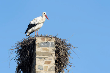 White Stork (Ciconia ciconia) at nest, Extremadura, Spain.
