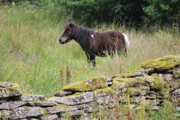 Horse in field