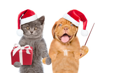 Funny puppy and kitten in red christmas hats with gift box and pointing stick. isolated on white background