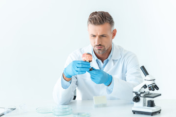 handsome scientist looking at brain model isolated on white