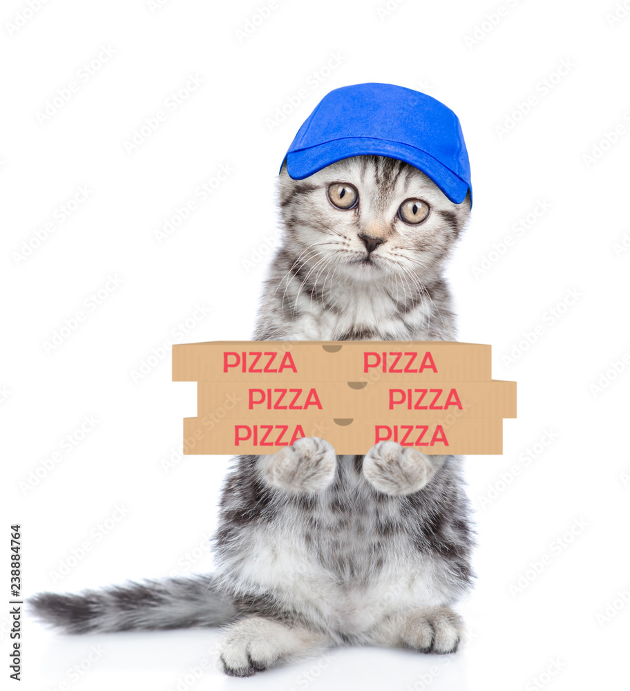 Poster pizza delivery cat in blue cap with pizza boxes. isolated on white background