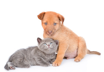 Mixed breed puppy with kitten. isolated on white background