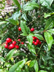 Obraz premium Bright red berries on a green Bush 