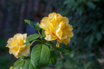 Obraz premium Beautiful yellow rose growing in the garden.