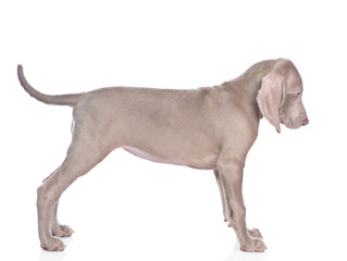 Weimaraner puppy standing in side view. isolated on white background