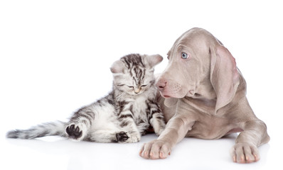 Weimaraner puppy and sad tabby kitten together. isolated on white background