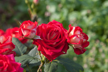 Beautiful red rose bush growing in the garden.