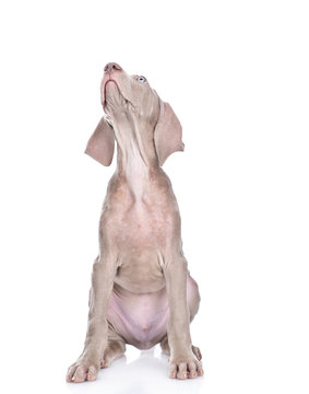 Weimaraner puppy sitting in front view and looking up. isolated on white background