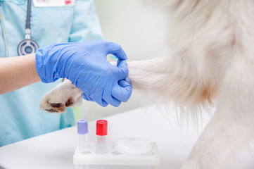 veterinarian takes blood from a dog's paw with a syringe for analysis