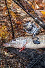 Freshwater pike fish. Freshwater pike fish, fishing rod with reel and black landing net as...