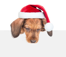 dachshund puppy in red christmas hat over white banner looking down. isolated on white background