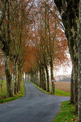 Route avec alignement platanes, Tarn, France
