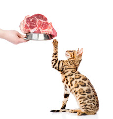 bengal cat waiting bowl of meat. isolated on white background