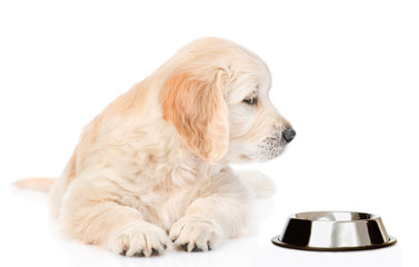 Golden retriever puppy looking at empty bowl. isolated on white background