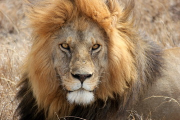 Obraz na płótnie Canvas a male lion resting in the Serengeti, Tanzania 