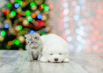Baby kitten and samoyed puppy with Christmas tree on background