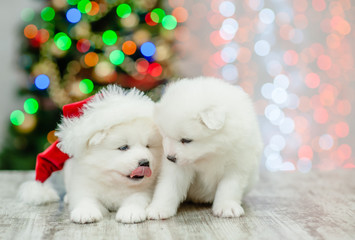 Two samoyed pupies with red christmas hat  sitting together with Christmas tree on background