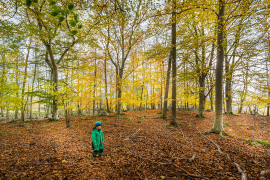 Young child with winter clothing in a beautiful colorful and yellow autumn beech leaf forest